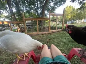 Hen Healing Session