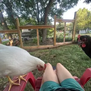 Hen Healing Session