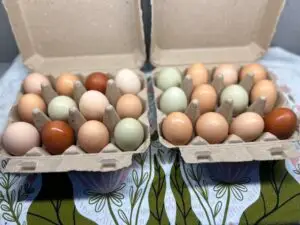 Eggs